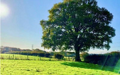 Leather Lane Conservation Group Update