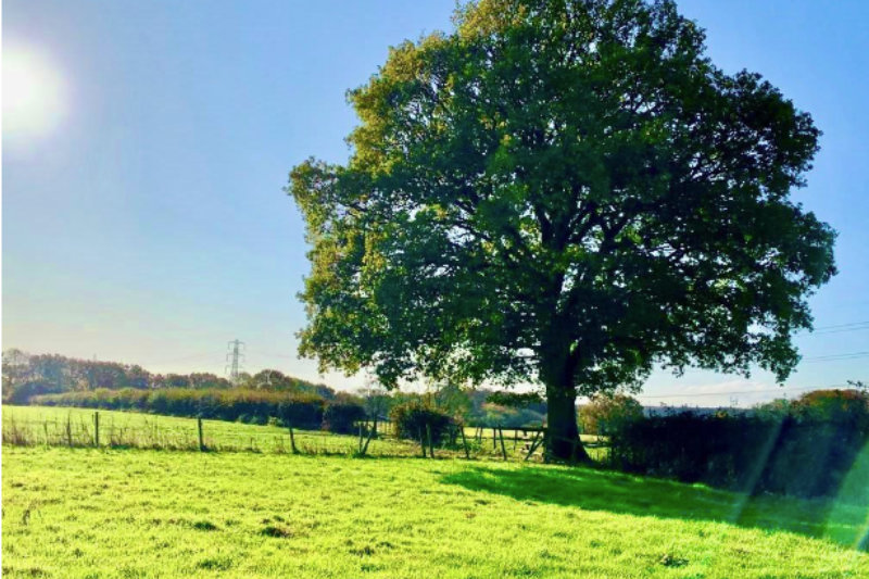 Leather Lane Conservation Group Update
