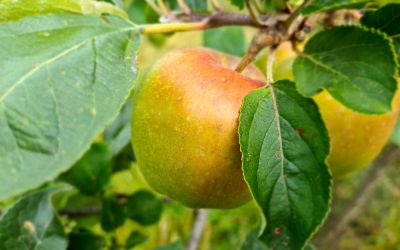 The Orchard in October