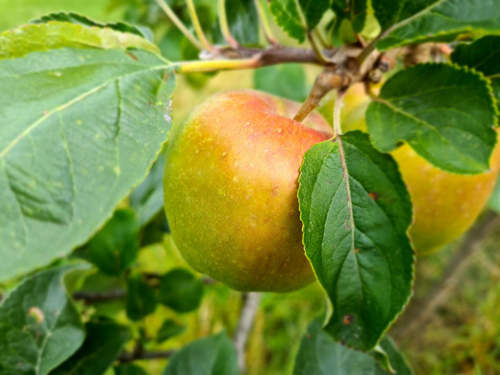 The Orchard in October